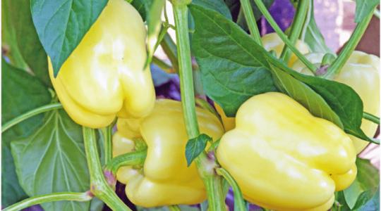 Országos Tavaszi Hajtatási Nap: te ott leszel?