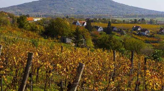 Hungarian Wine Summit: az eddigi legnagyobb borpromóciós projekt Magyarországon