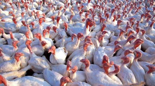 Debreceni Egyetem: immunstimuláló hatású takarmánykomponenseket fejlesztenek ki