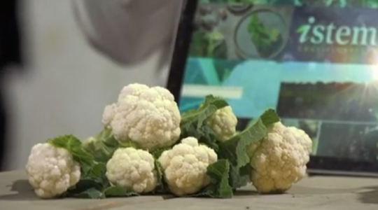 Fruit Logistica Innovációs Nagydíjra jelölték a Syngenta karfiolját