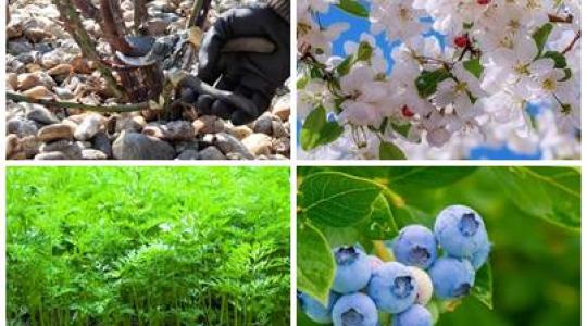 Gyümölcsfaoltás, rózsametszés, áfonyaültetés, sárgarépa-termesztés – így csináld!