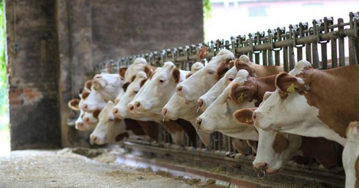 Válságkezelési csomag: 6,4 milliárd forintot kapunk és még a zöldítési követelményeken is enyhítenek
