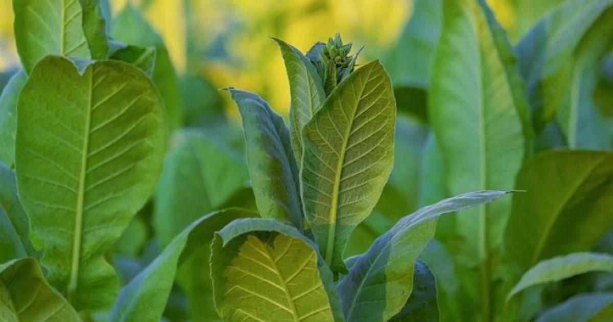 Dohánytermelés: lecsökkent a termőterületek nagysága 