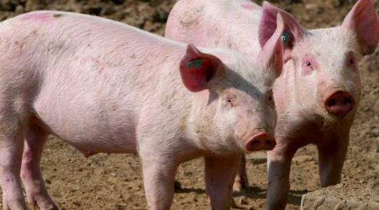 Nőtt a sertés felvásárlási ára, de a takarmányárakkal szinte lehetetlen lépést tartani