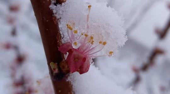Tarolt a gyümölcsösökben a fagy – szívszorító képek