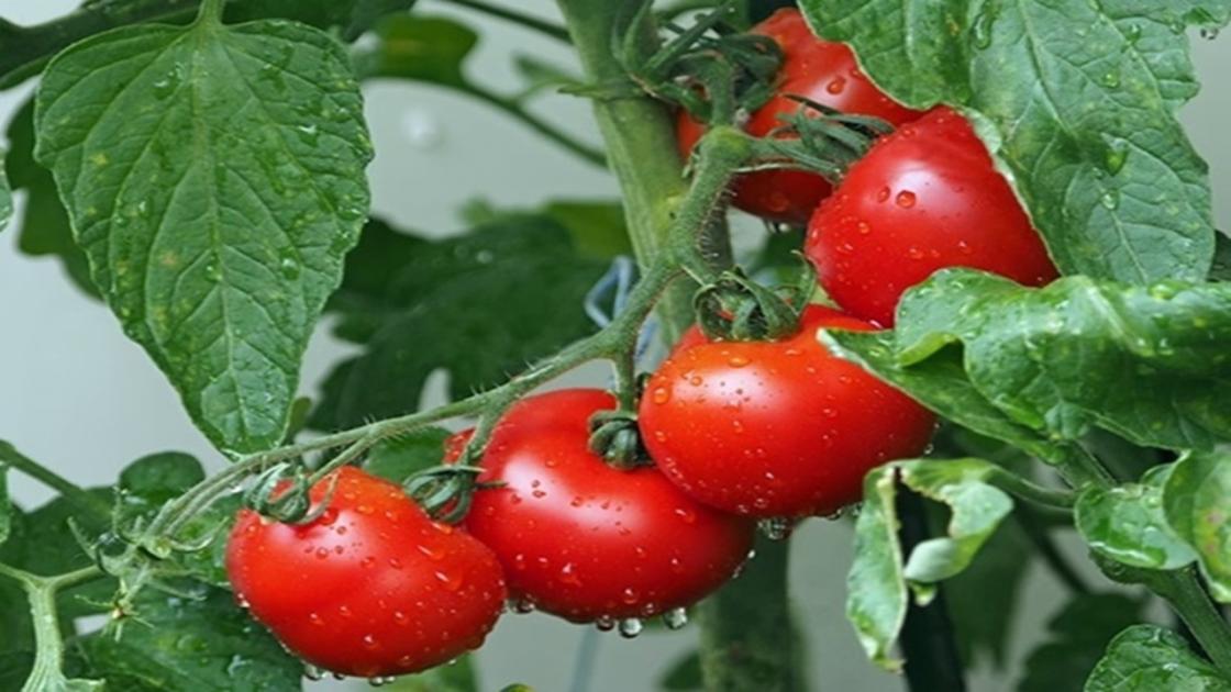 Így termelhetsz otthon több és jobb minőségű paradicsomot
