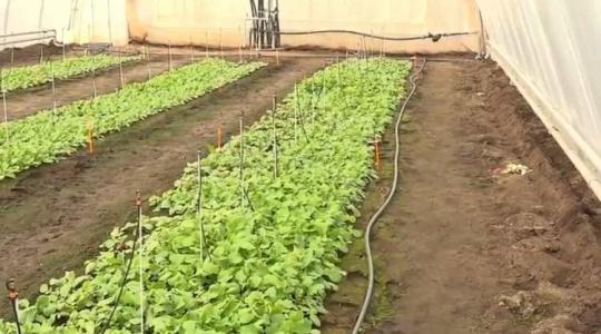Meghívó! Rijk Zwaan szezonnyitó bemutatóra