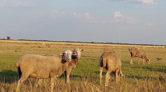 Hiánypótló szakkönyv jelent meg juh- és kecsketartók számára! 