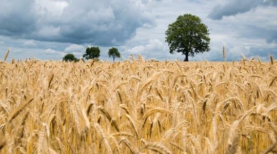Kettős szorításban az agrárium – szakértők árulták el, mi lehet a kiút 
