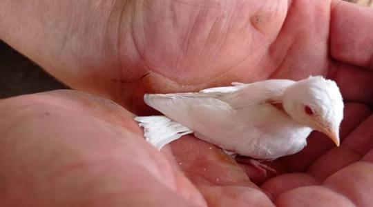 Albínó fecske tartja lázban a magyar internetet
