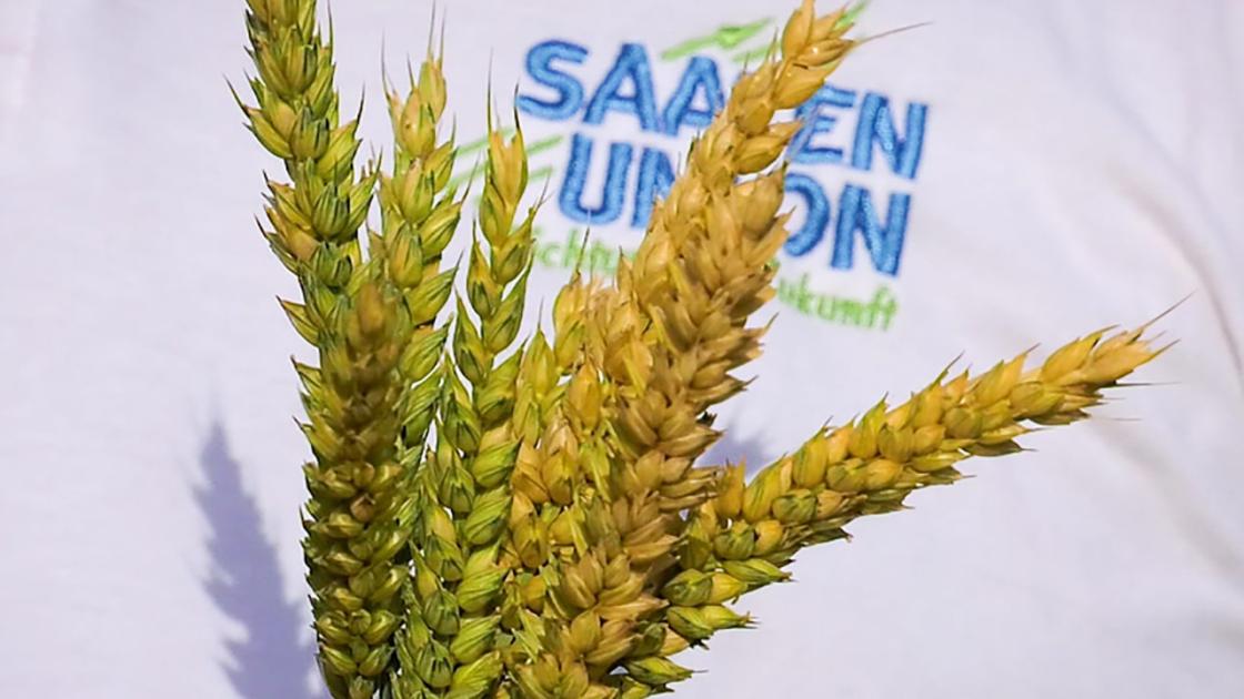 milyen-r-sidej-b-z-t-rdemes-v-lasztani-agroinform-hu
