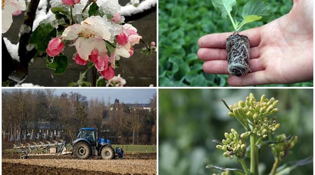 A zöldforradalom veszélyei, az agrárkárenyhítési rendszer szabályai, gabonapiaci kilátások