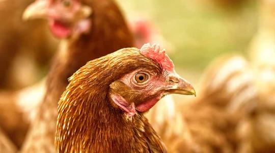 Figyelem! Ezek az új bambermicin határértékek a tyúkoknál
