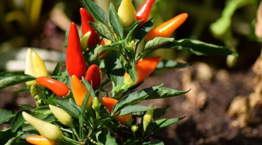Nem pirosodik a paprika? A hőség mellett három másik ok is visszafoghatja Nem pirosodik a paprika? A hőség mellett három másik ok is visszafoghatja