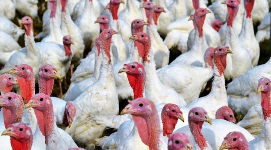 Baromfiágazat: van jövője az állattartásnak