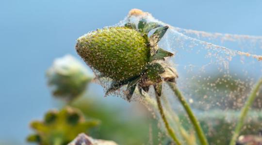 Flumite, a hazai fejlesztésű atkaölő