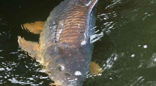 Májusig kellett várni a Balaton első 30 kg feletti tükörpontyára!