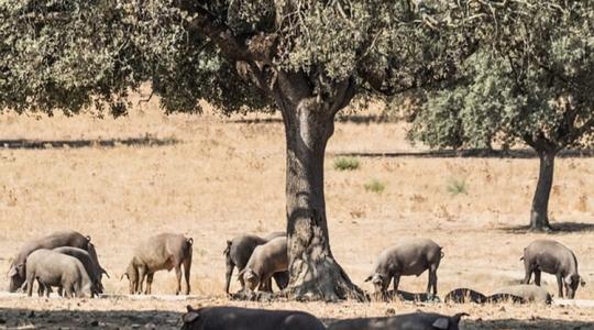 Miért érdemes ibériai sertéseket tenyészteni? A német gazdák tudják a választ
