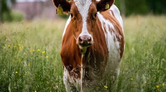 Csökkent a marhahúsexportunk, nőtt az importált mennyiség, emelkednek az árak