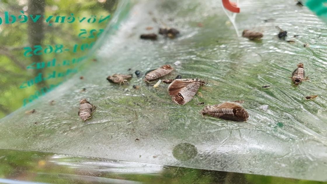 Robbanásszerűen terjedhet az almában a varasodás, támadásba lendültek a molykártevők is!