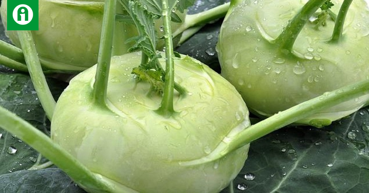 Karab Rste Így nem lesz fás a karalábé! - Agroinform.hu