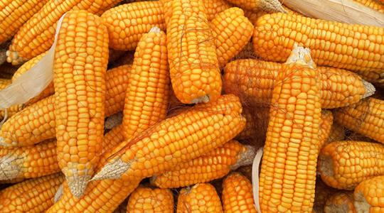 Kína hatalmas ütemben szívja fel a világ agrártermékeit