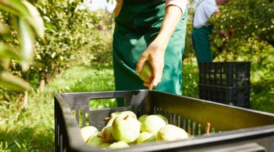 Speciális előhaszonbérleti jog – ökogazdálkodás és kertészet