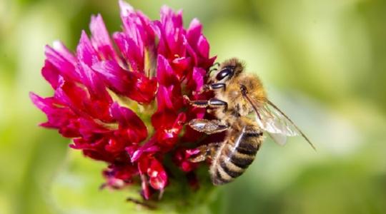 Minden termelő számára fontos a biológiai sokféleség megőrzése