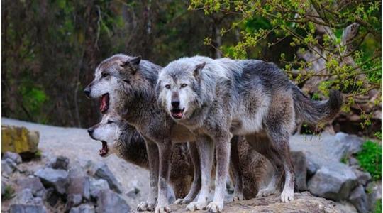 Svédország: mi lesz a biodiverzitással, ha kilövik a farkasokat?