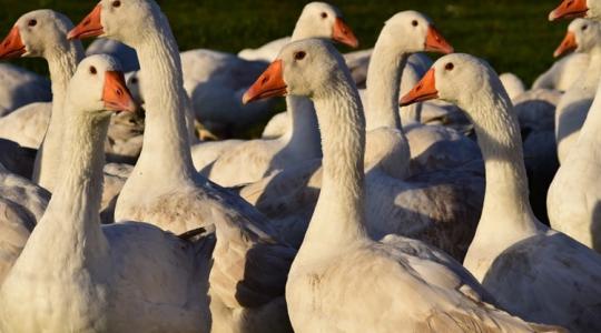Székkutas: 3200 hízóludat számláló állományt kellett felszámolni