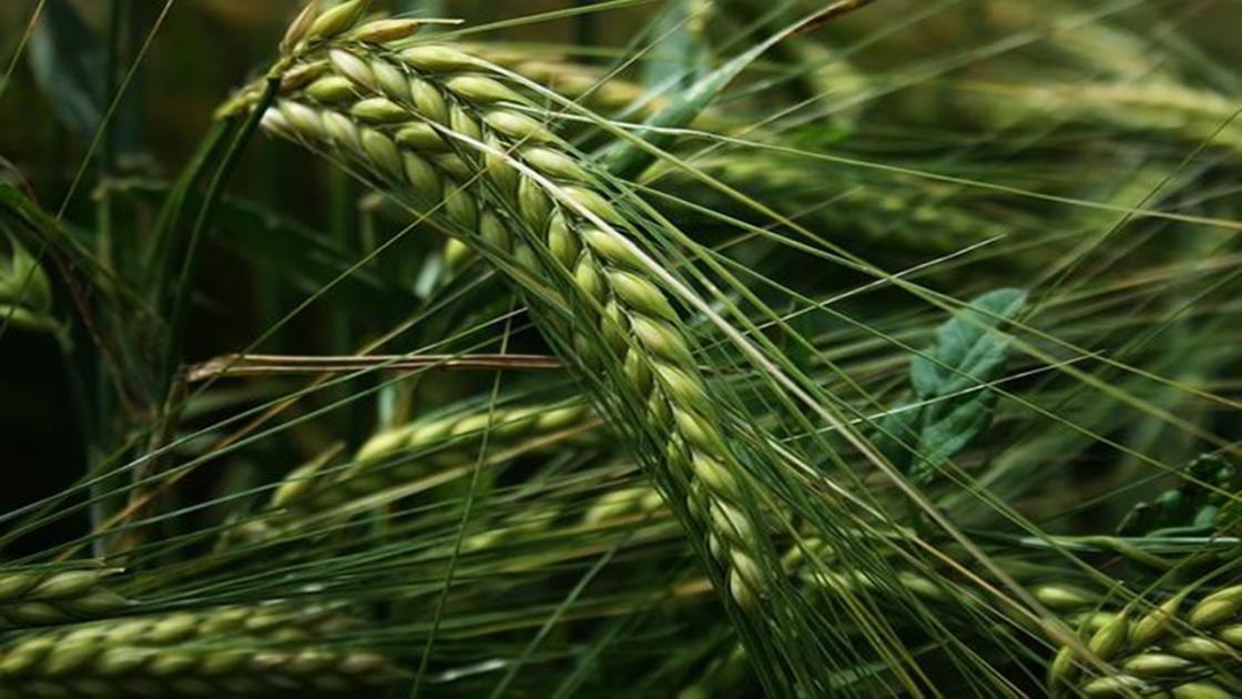 Egy magyar kutatás szerint Északkelet-Európa válhat kontinensünk éléskamrájává Egy magyar kutatás szerint Északkelet-Európa válhat kontinensünk éléskamrájává