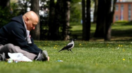 Hitchcock is megmondta: a Vérvarjú létezik, és pesti óvodásokat támad
