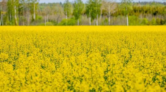 Termésstabilitás a Syngenta új stressztűrő repcehibridjeivel