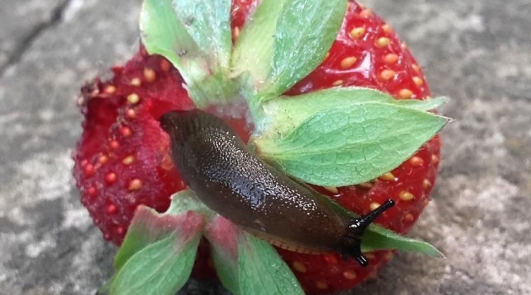 Olcsó alapanyagok a konyhából, amikkel vegyszermentesen védheted meg a kerted