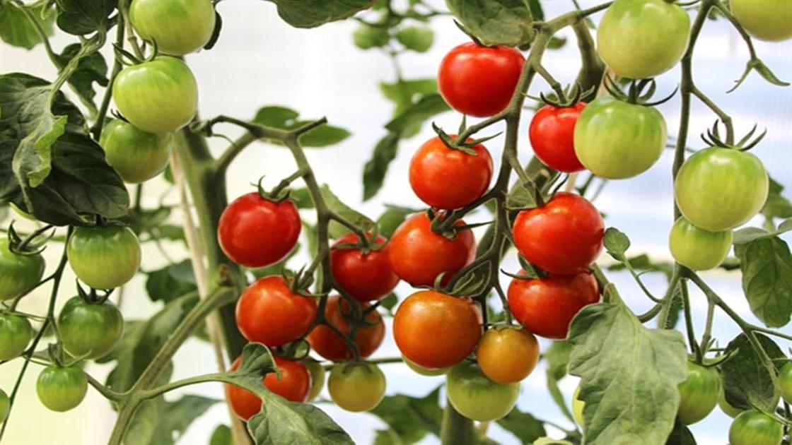 Egy kertészeti ágazat, ami előtt óriási lehetőségek állnak