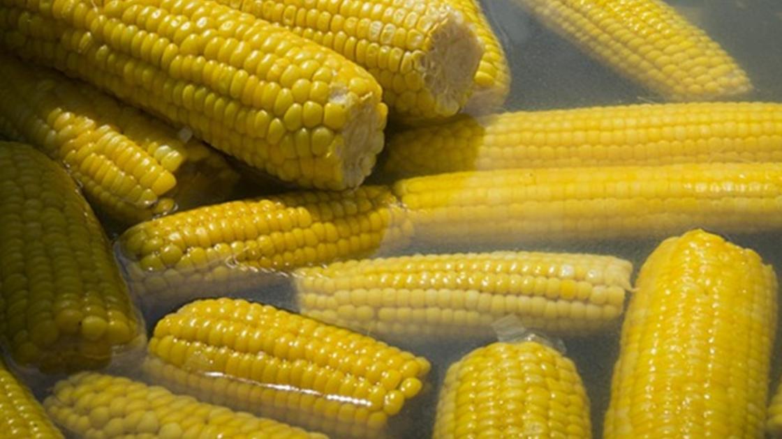 Magyarországnak versenytársa akadt csemegekukorica-termelésben Magyarországnak versenytársa akadt csemegekukorica-termelésben