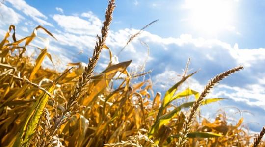 Németországban az agráriumot teszik felelőssé a fokozódó vízhiányért