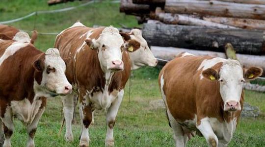 Mutatjuk, honnan származik az élőmarha-importunk nagy része