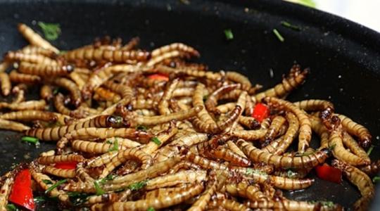 Egy rovar, amiből műtrágya és élelmiszer-alapanyag is lehet