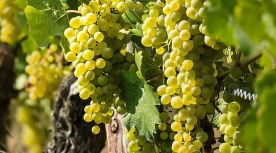 Új képzés indul a magyar borászat fellegvárában – Tokaj-Hegyalja Egyetem