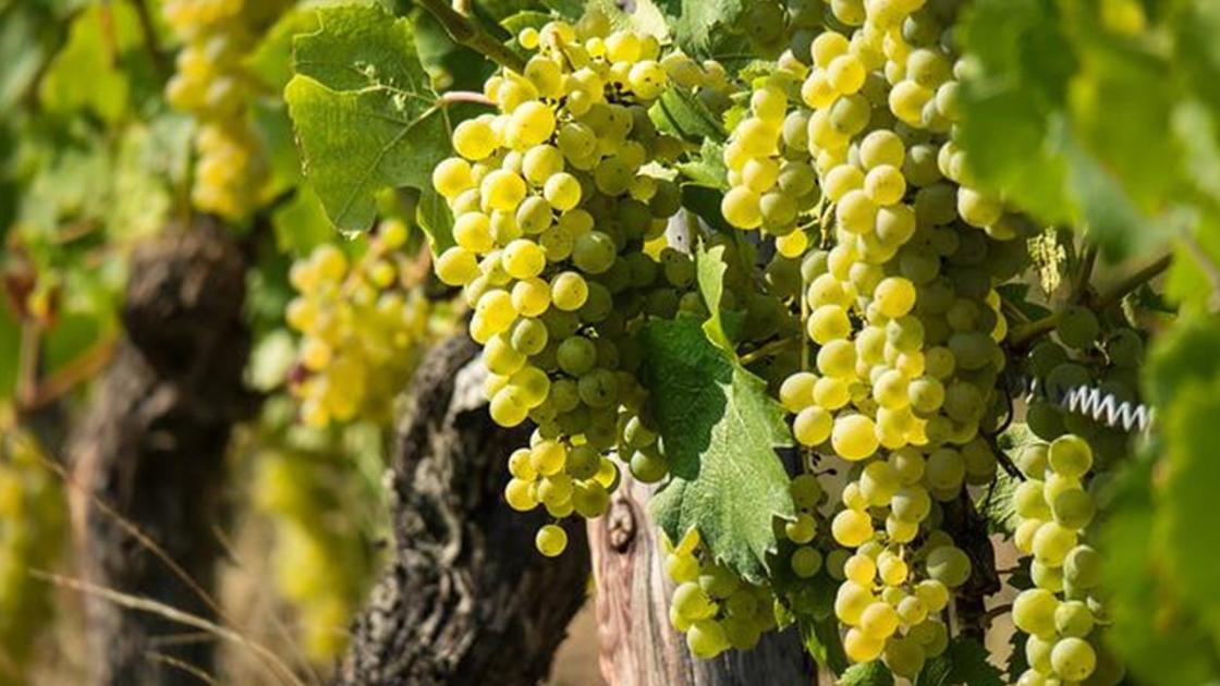 Egyedülálló borüzleti képzés indul a Tokaj-Hegyalja Egyetemen ...