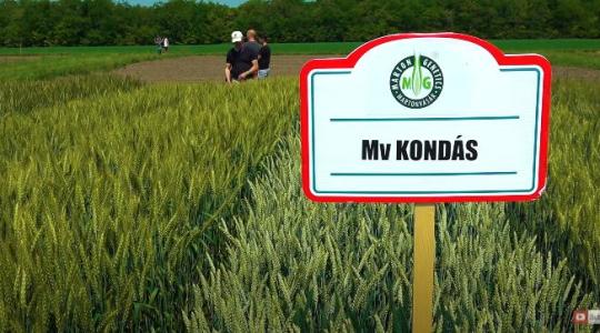 MV Kondás: Új tar takarmánybúza, amely 10-11 tonnával örvendeztet meg!