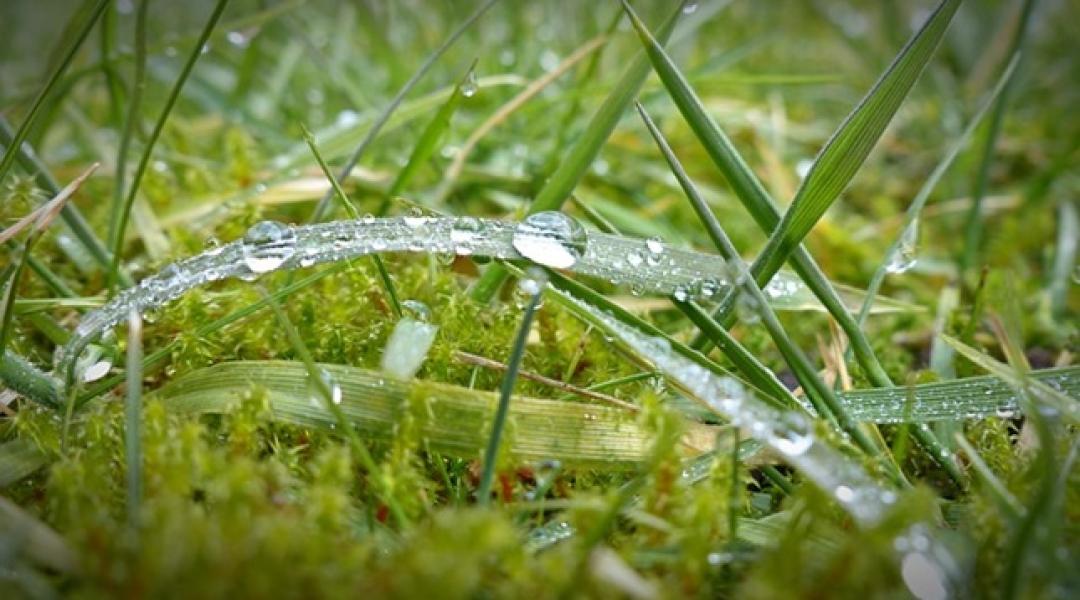 Mohás fű kezelése: így lesz mindig gyönyörű a gyep