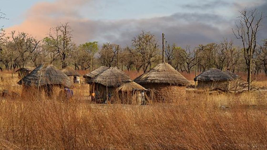 A fonio lehet a megoldás a gabonahiányra A fonio lehet a megoldás a gabonahiányra
