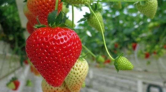 Tudtad? Egyre népszerűbb a szamóca magról történő termesztése