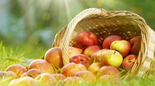 Biztos tippek, hogy a tökéletes időben szüreteld le a gyümölcsfádat