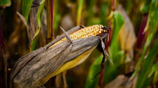 Az esőzések miatt újra nő a kínai agrárimport