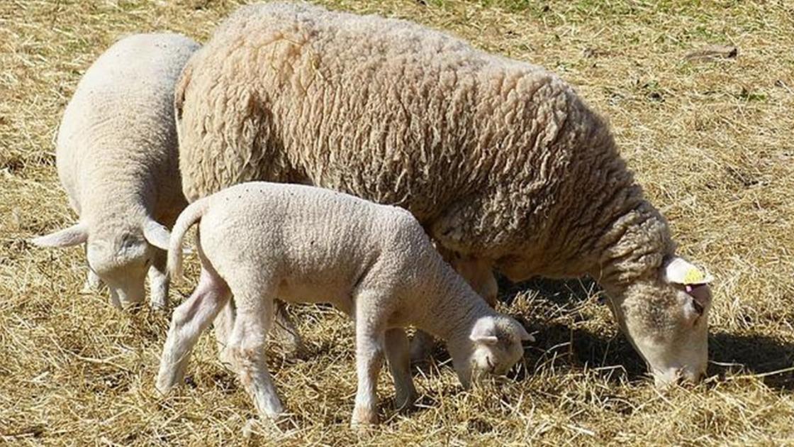 Heves megye: segítséget kérnek a gazdák