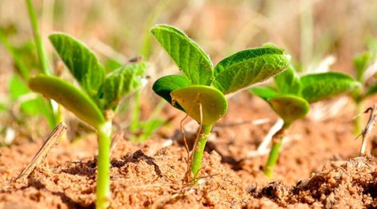 GMO-szennyezett szójavetőmagot talált a Nébih