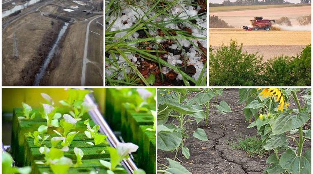 Friss katahírek, új hazai agrármilliárdos cég, tücsökfarm, terméseredmények